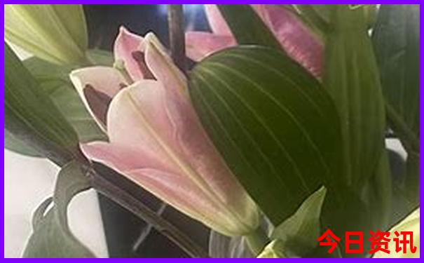 若尔盖草原必去景点